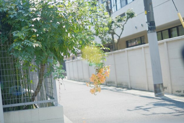 写真 都市の木々