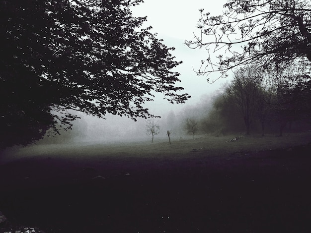 写真 霧の天候の木々