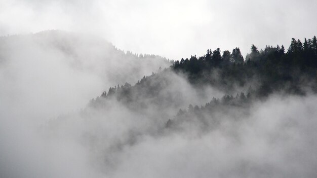 写真 霧の天候の木々