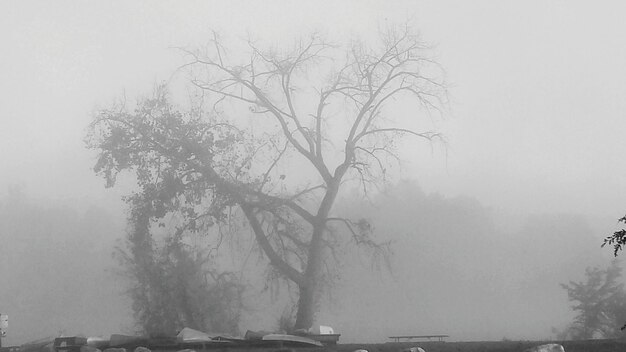 Фото Деревья в туманную погоду