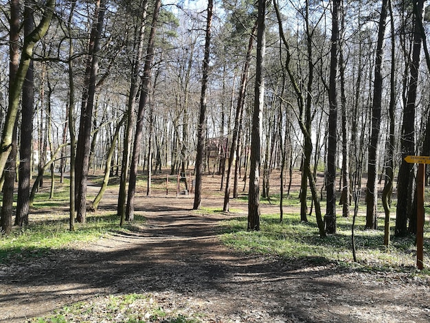 Фото Деревья в лесу на фоне неба