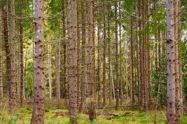 写真 自然の背景としての森の木