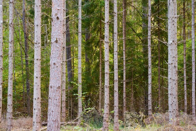 写真 自然の背景としての森の木