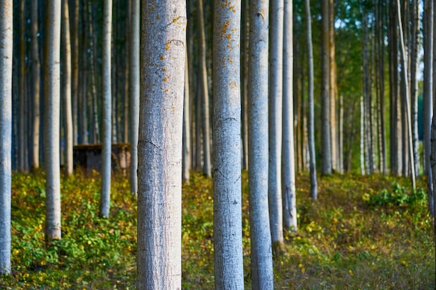 写真 自然の背景としての森の木