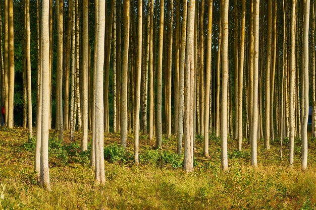 写真 自然の背景としての森の木