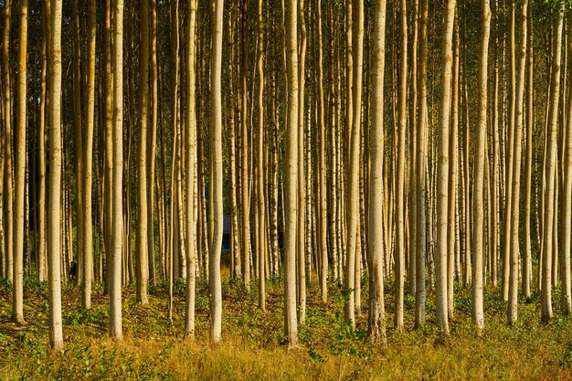 写真 自然の背景としての森の木