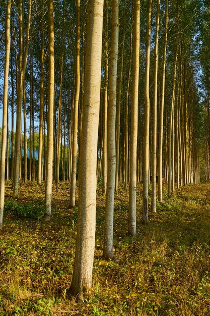 写真 自然の背景としての森林の木々