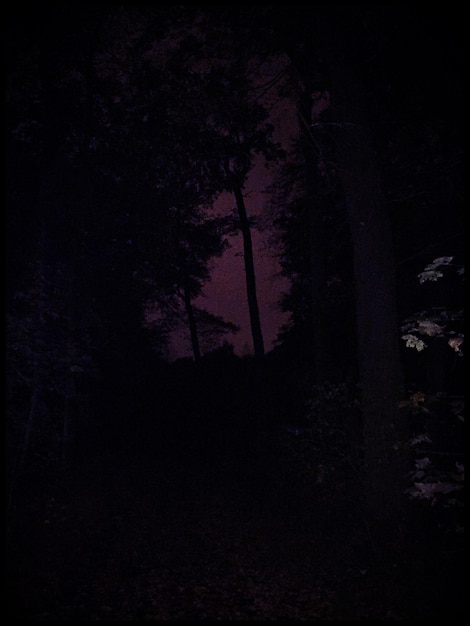 Фото Деревья в лесу ночью