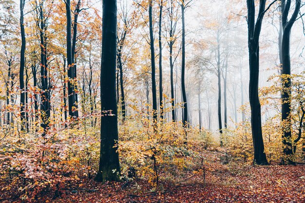 写真 秋の森の木々