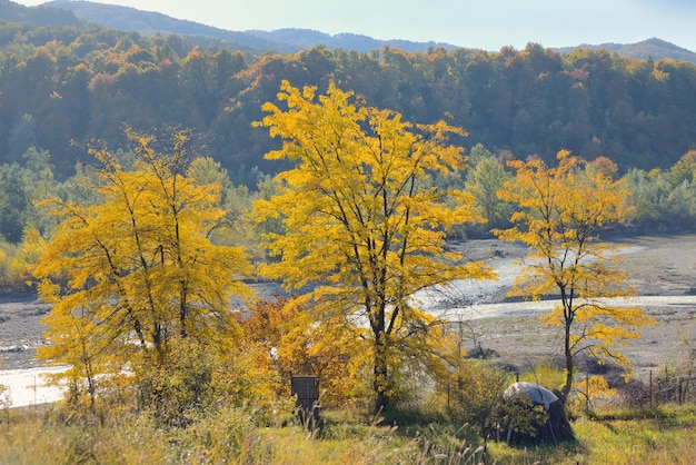 写真 秋の森の木々