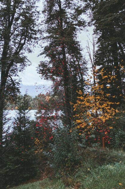 Фото Деревья в лесу осенью