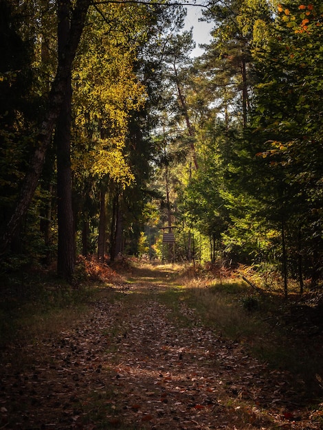 Фото Деревья в лесу осенью