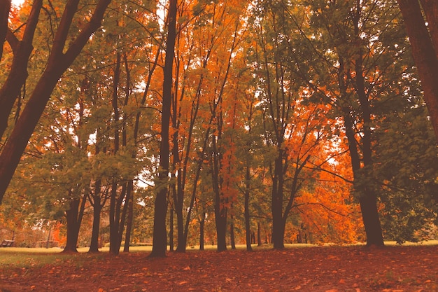 사진 가을 에 숲 에 있는 나무 들