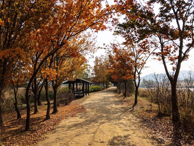 사진 가을 에 숲 에 있는 나무 들