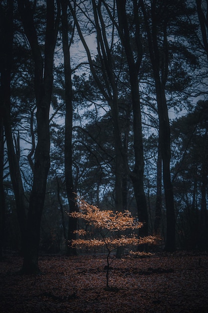 写真 秋の森の木々
