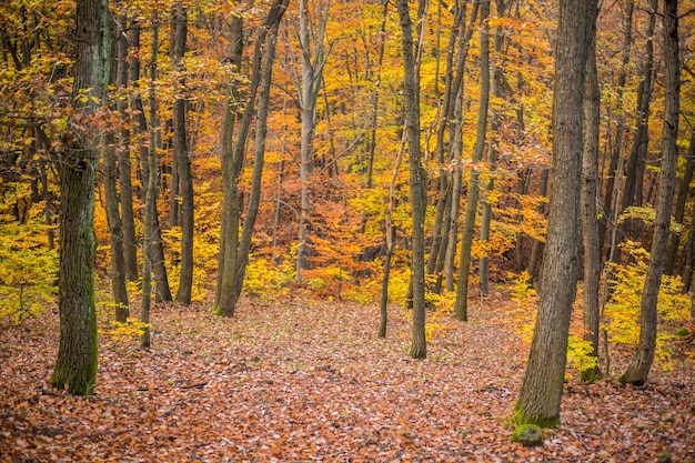 写真 秋の森の木々