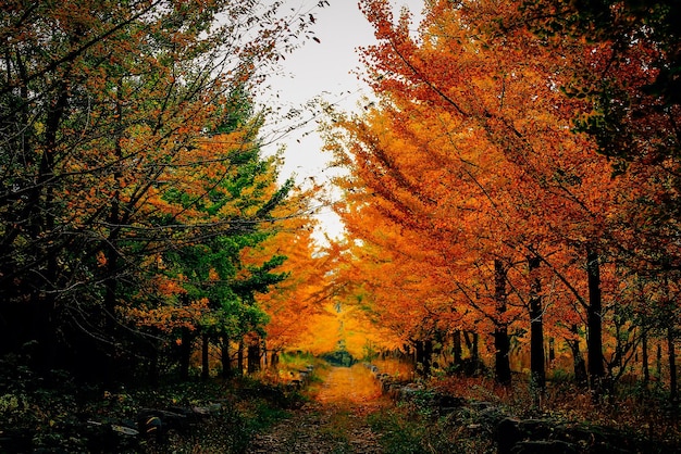 Фото Деревья в лесу осенью
