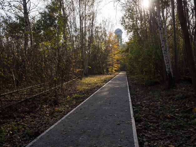 Фото Деревья в лесу осенью