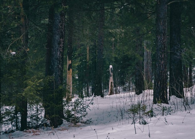 写真 冬の森の木々