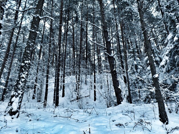 写真 冬の森の木々