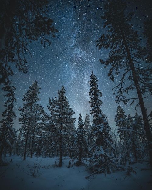 Фото Деревья в лесу зимой