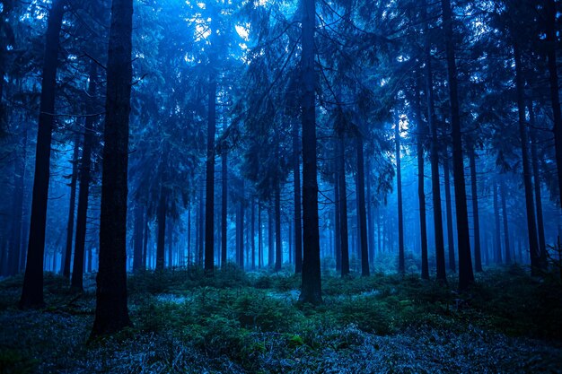 Фото Деревья в лесу