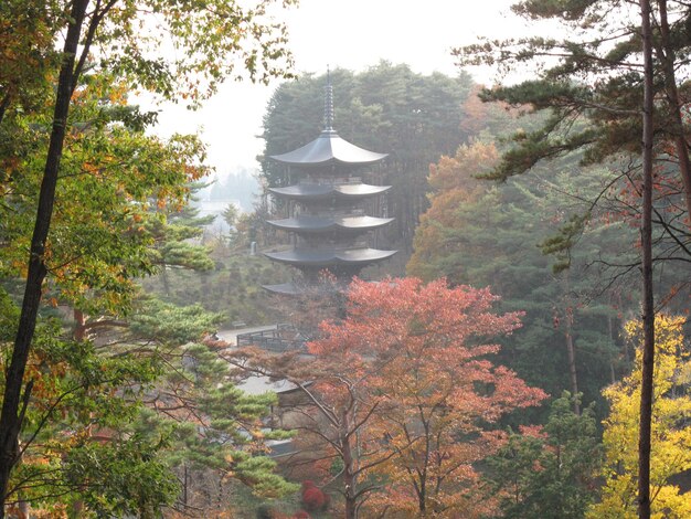 写真 森の木々