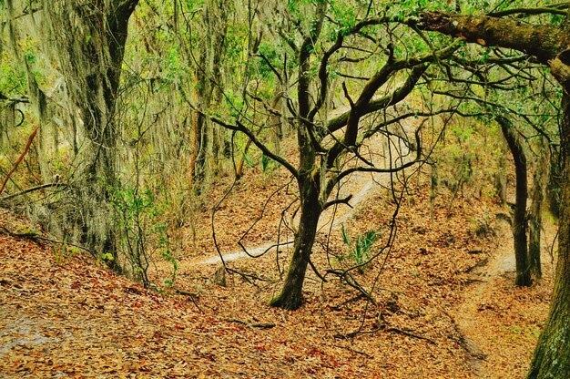 写真 森の木々