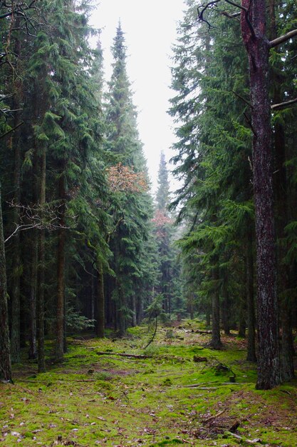 Фото Деревья в лесу