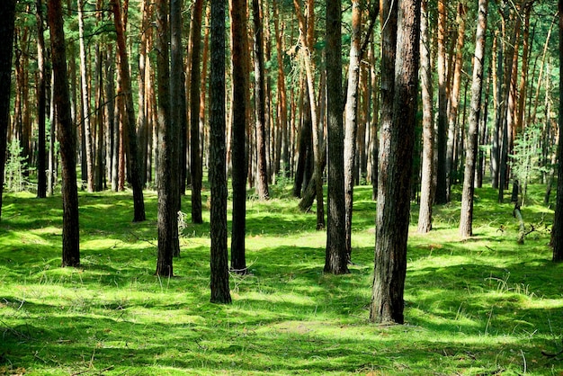 写真 森の木々