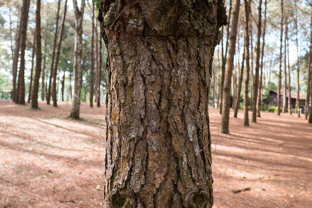 Фото Деревья в лесу