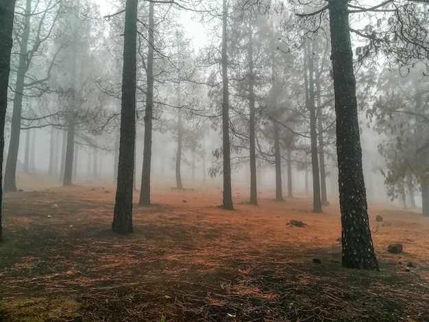 Фото Деревья в лесу