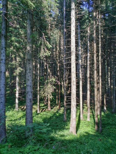 Фото Деревья в лесу