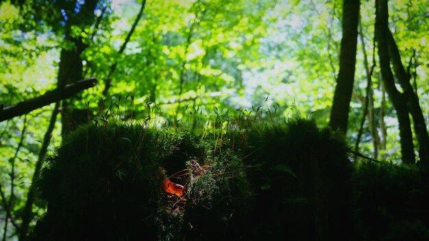 写真 森の木々