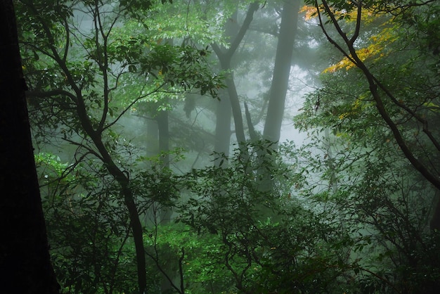 写真 森の木々