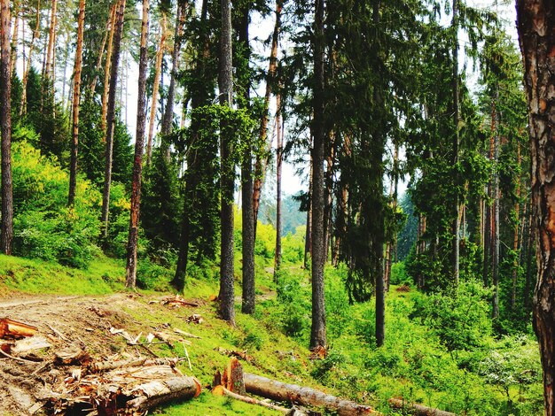 Фото Деревья в лесу