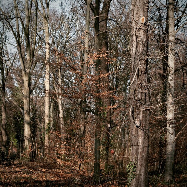 Фото Деревья в лесу