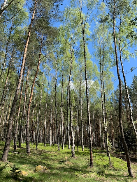 Фото Деревья в лесу