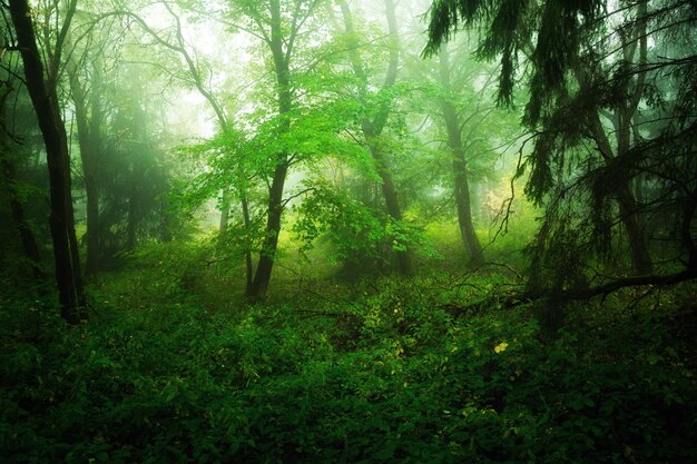 Фото Деревья в лесу