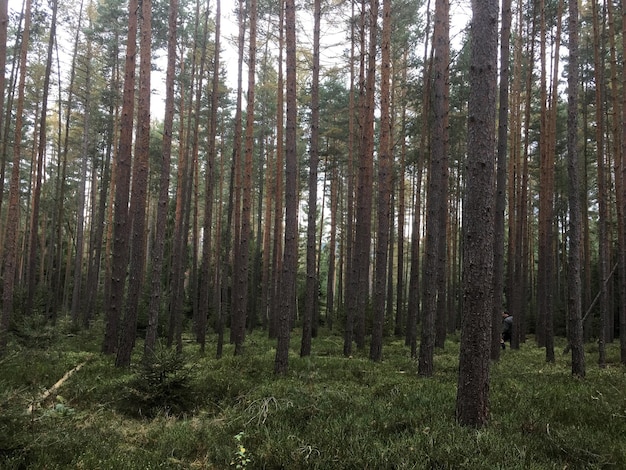 Фото Деревья в лесу