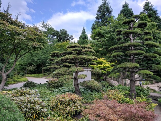 写真 空に照らされた庭の木