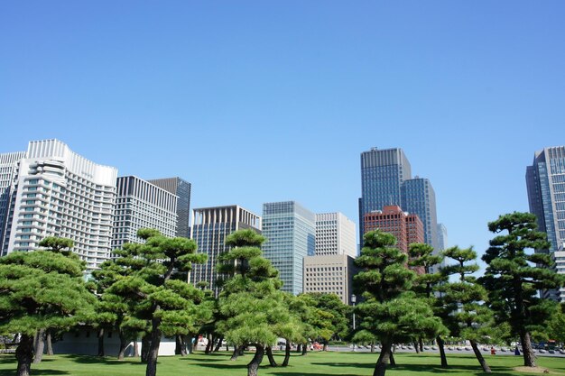 写真 澄んだ青い空を背景に公園の木々