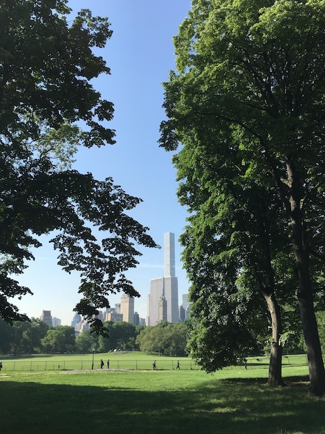 Фото Деревья в парке на фоне неба в городе