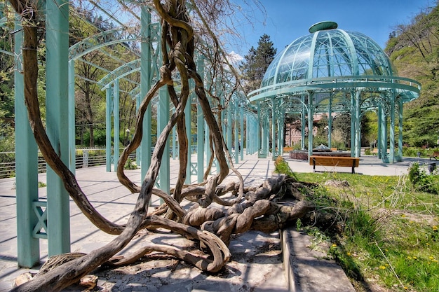 写真 空に照らされた公園の木々