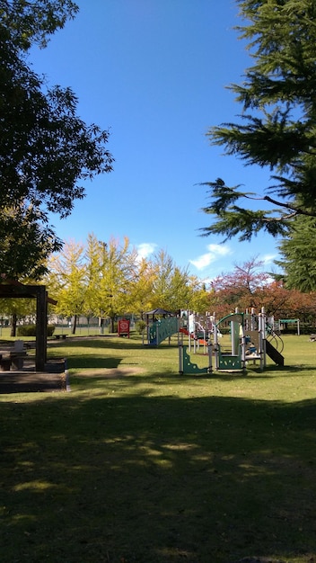 写真 空に照らされた公園の木