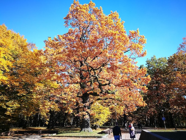 写真 秋の公園の木々