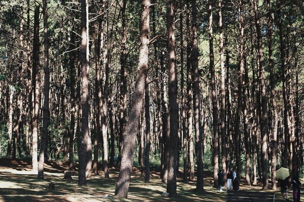 写真 公園の木