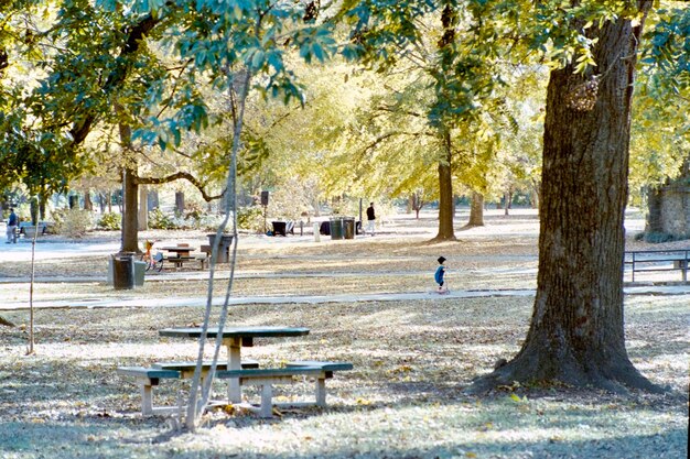 写真 公園の木々