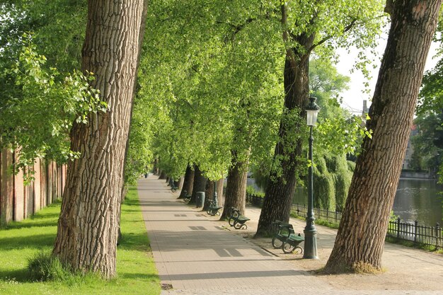 Фото Деревья в парке