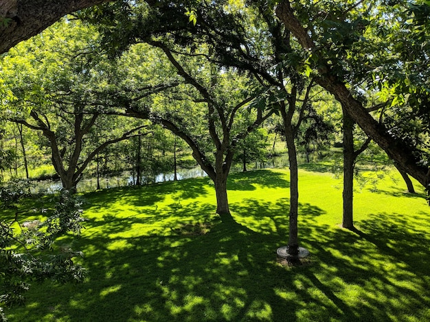 写真 公園の木